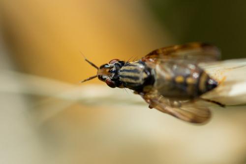 Dorycera graminum